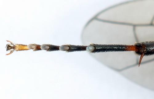 Tenthredo sp.